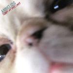 Annelids - Songs My Wife Likes