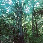 Annelids - Trails