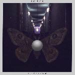 BOXER - Undertow