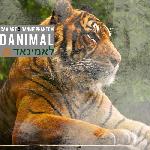 Dannie Phantom - Tiger Tales