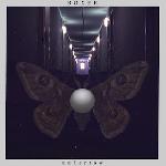 BOXER - Undertow